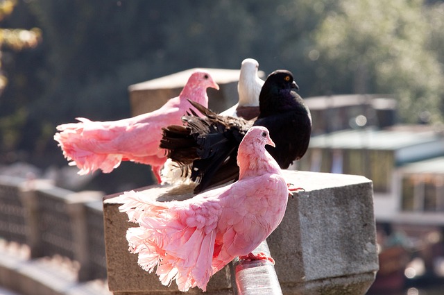 幽默和新奇 幽默和新奇